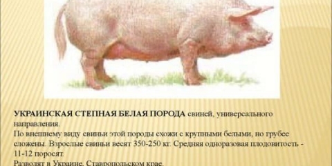 Prepoznatljive karakteristike pasmine svinja - ukrajinski